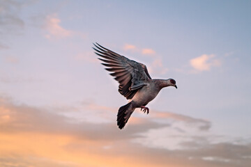 African dove flying in a golden sky