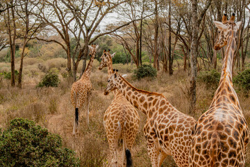 Kenyan giraffe close up pictures
