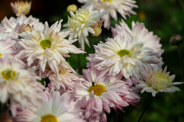 white and pink chrysanthemums on a blurry background close-up. Beautiful bright chrysanthemums bloom in autumn in the garden. Chrysanthemum background with a copy of the space