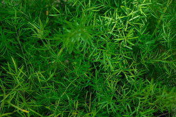 tropical leaves, abstract green leaves texture, nature background