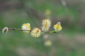 Willow buds during spring flowering