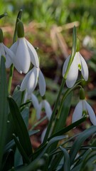 spring early flowers are white