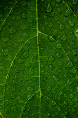 Healthy green leaf dripping water