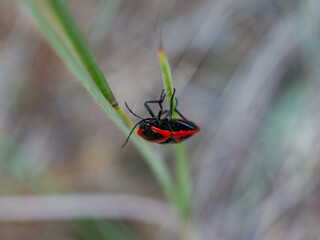 Black and red bugs on dried grass