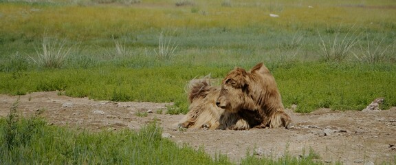 In the summer, a muskox grazes on a meadow and likes to take walks and enjoy the sun in the prairie. During summer a muskox walks on a meadow, eating juicy grass and lying in the sun in the prairie