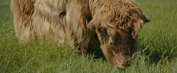 The long hair muskox on the summer lush meadow, happily munching on the juicy green grass beneath his hooves. The long-haired muskox feeds on the juicy green grass beneath its hooves