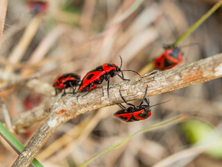 Black and red bugs on dried grass
