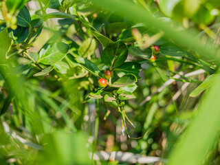 pictures of green vegetation in nature