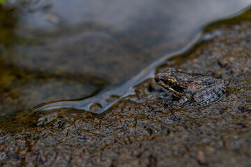 brown frog near pond on Kenyan hill