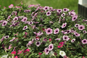 Petunia ,Petunias in the tray,Petunia in the pot, purple petunia