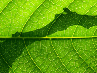 close up green leaf texture of Gustavia ( Gustavia augusta L ) with shadow of the branch