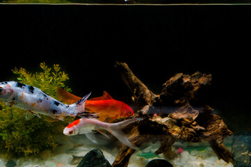 ornamental fish in home aquarium