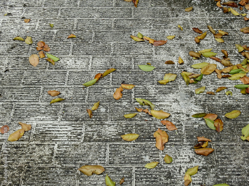 Canvas Prints autumn leaf fallen on dirty floor texture