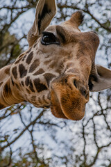 Kenyan giraffe close up pictures