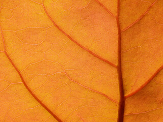 close up pink leaf of Sea Grape tree ( Coccoloba uvifera (L.) L. ), texture background