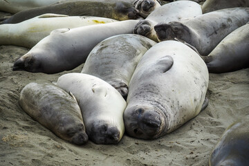 See-Elefanten in Kalifornien USA, am Beach in einer dreier Gruppe