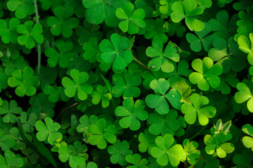 Fototapeta na wymiar Green clover background, natural plant green background of small wild clover