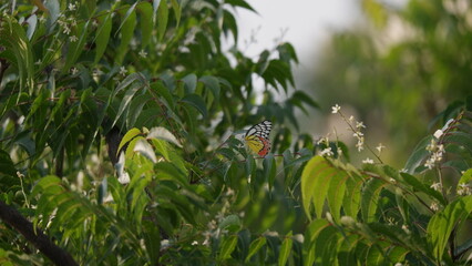 Delias eucharis / Jezebel / Butterfly on a branch