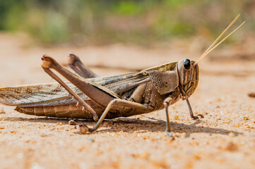 Grasshopper on the ground basking in the sun