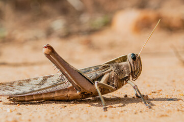 Grasshopper on the ground basking in the sun