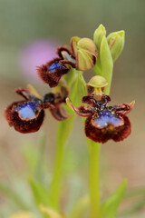 The Mirror Orchid  (Ophrys speculum) on a xerothermic grassland in the Peloponnese (Greece)