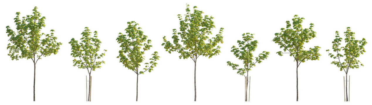 Set of 6 small and middle trees sycamore platanus maple street trees isolated png on a transparent background perfectly cutout 