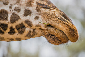 Kenyan giraffe close up pictures