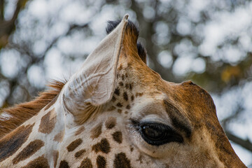 Kenyan giraffe close up pictures