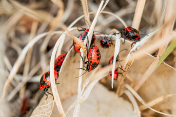 Black and red bugs on dried grass