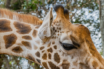 Kenyan giraffe close up pictures