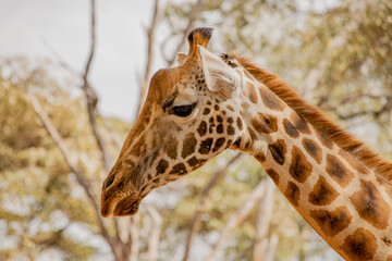 Kenyan giraffe close up pictures