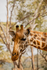 Kenyan giraffe close up pictures