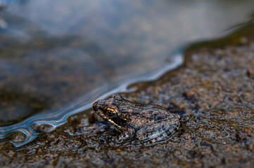 brown frog near pond on Kenyan hill