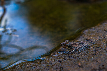 brown frog near pond on Kenyan hill