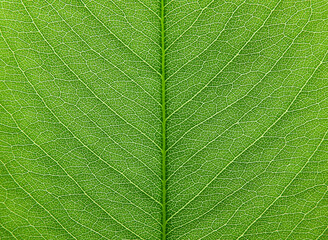 Obraz premium close up green leaf of Golden shower tree ( Cassia fistula L.)