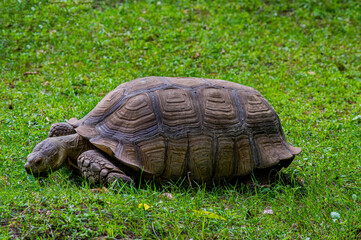 Land animal aldabrachelys gigantea turtle on green grass. Land turtle. Families aldabrachelys. The shell of a giant animal. Animal world of wild nature. Environmental protection. Ecosystem.