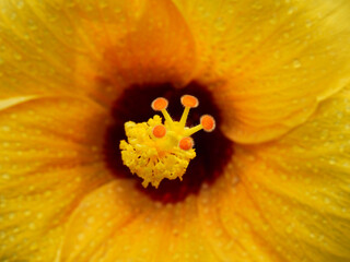 close up pollen of yellow Shoe Flower ( Hibiscus rosa-sinensis L. )