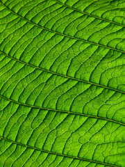 close up green leaf texture of Golden gardenia tree ( Gardenia sootepensis Hutch )