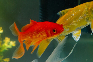 ornamental fish in home aquarium