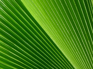 Fototapeta premium green palm leaf of Fiji Fan palm (Pritchardia pacifica Seem & H.Wendl.)