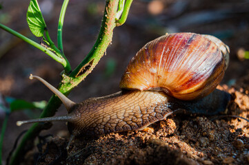 giant African snail in its habitat