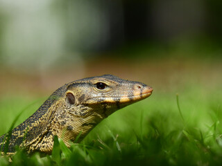 close up face of young asian water monitor ( Varanus salvator ) on the lawn