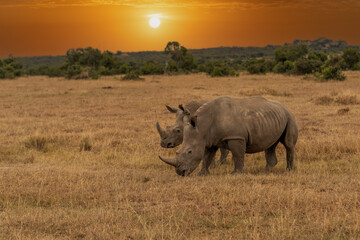 White Rhinoceros, Lake Nakuru National Park, Kenya, Ceratotherium simum