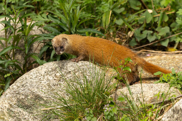 石の上に立つイタチ