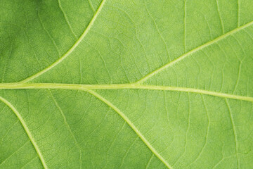 Naklejka na ściany i meble Green leaf macro. Texture of nature.