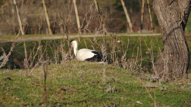 Sork seeking for food in the green meadow around the ranch. Bulgaria, Europe nature.