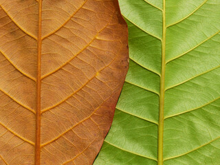 brown leaf and green leaf of Sea almond ( Terminalia catappa L. )