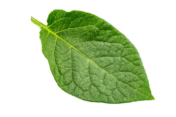 Fototapeta na wymiar Fresh green potato leaf. Isolated on white background.