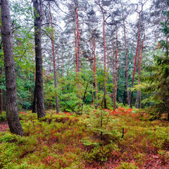 Obraz premium Magical enchanted fairytale forest with moss, lichen and fern at the hiking trail Malerweg in the national park Saxon Switzerland near Dresden, Saxony, Germany.