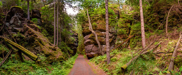 Panoramic view over magical enchanted fairytale forest with moss, lichen and fern at the hiking...